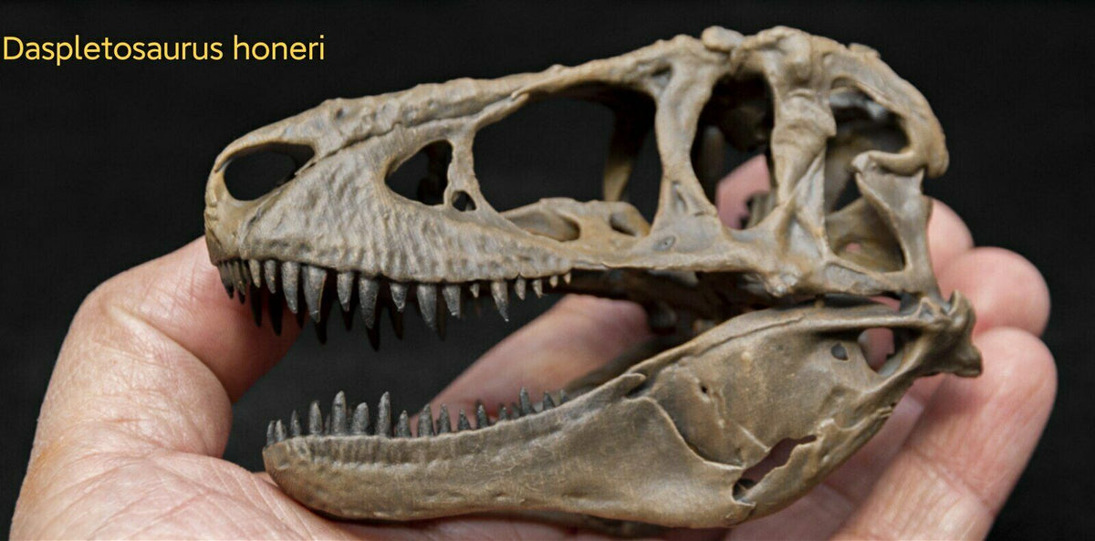 Tyrannosaurus Skull Model ティラノサウルス 10_c5411420-2216-4ad0-b1fa-