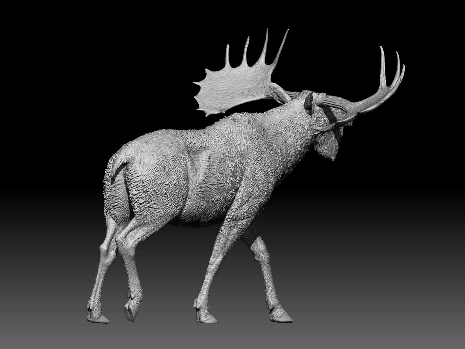 Cervalces latifrons Model