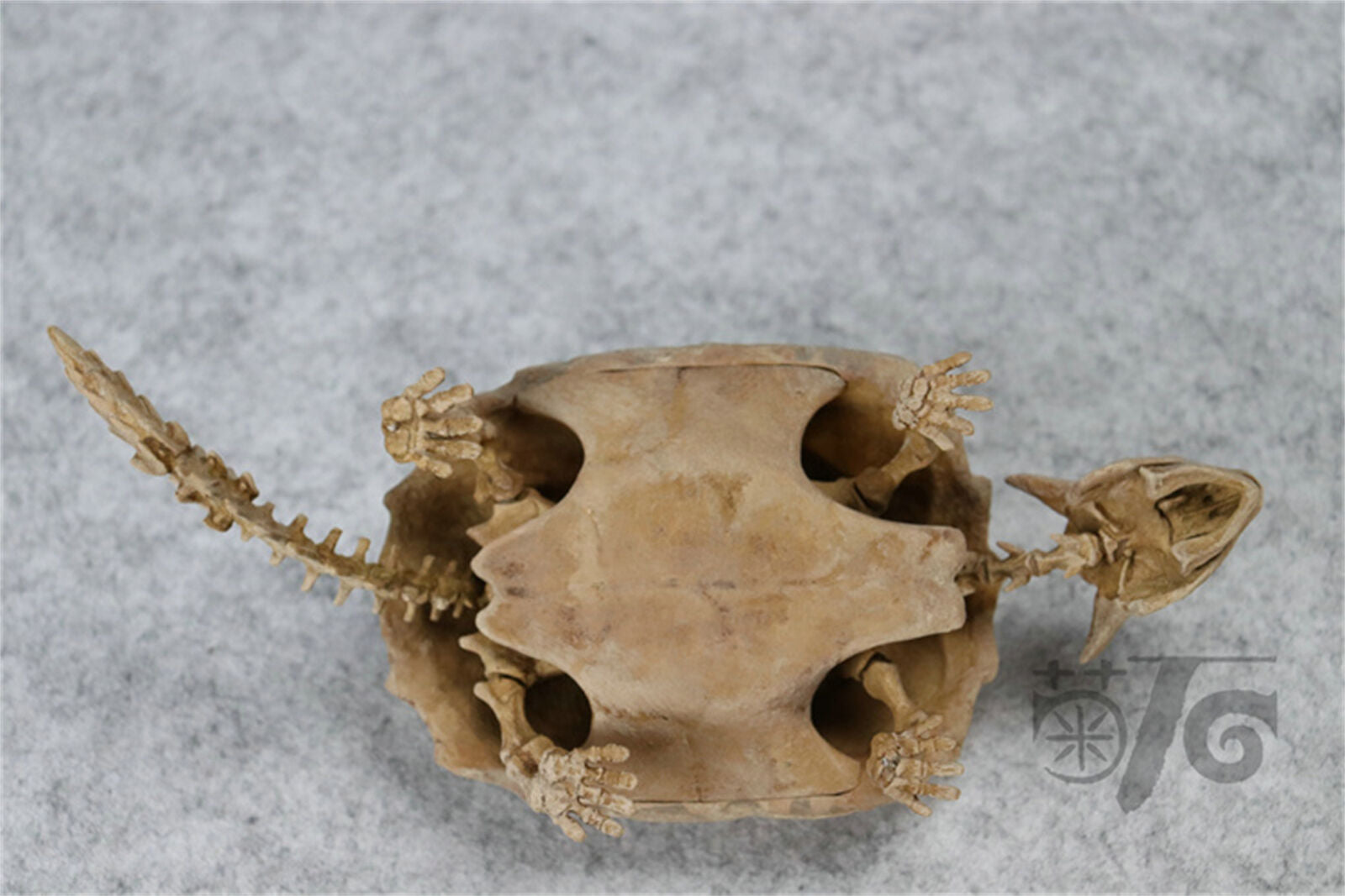 1/10 Meiolania Skeleton Model