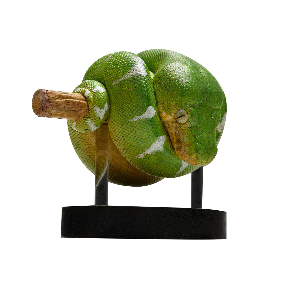 Animal Planet 09 Snake 2.0 Blind Box Model