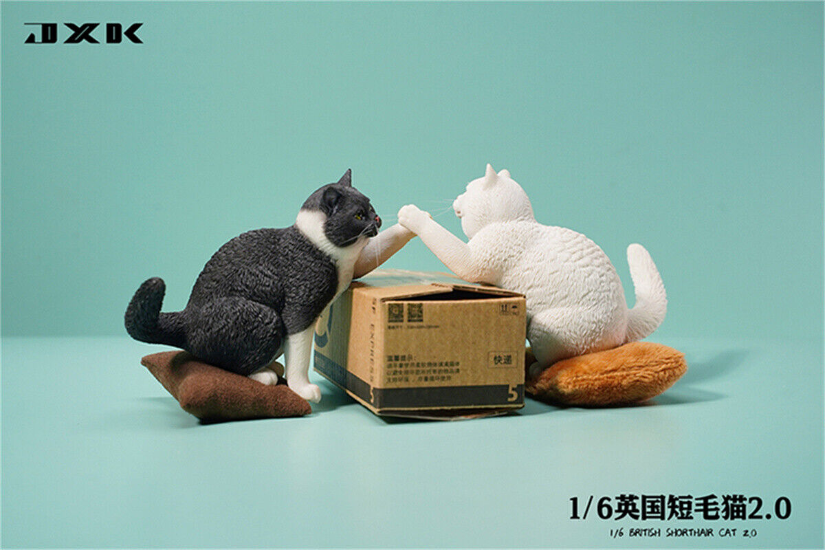 JXK 1/6 British Shorthair 2.0 Model