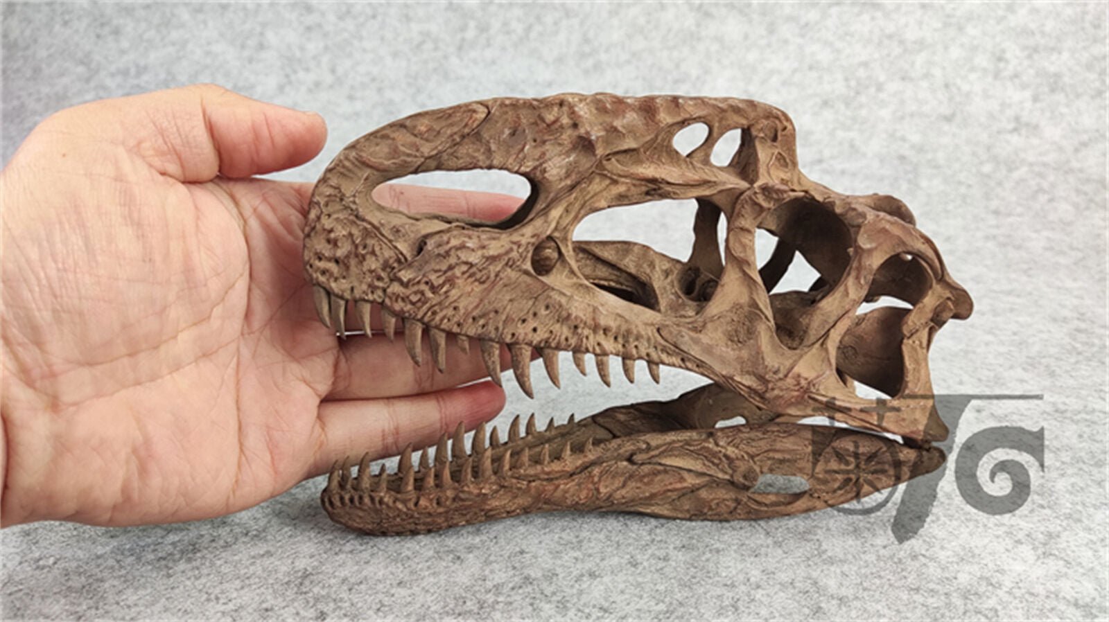 1/3 Monolophosaurus Skull Model
