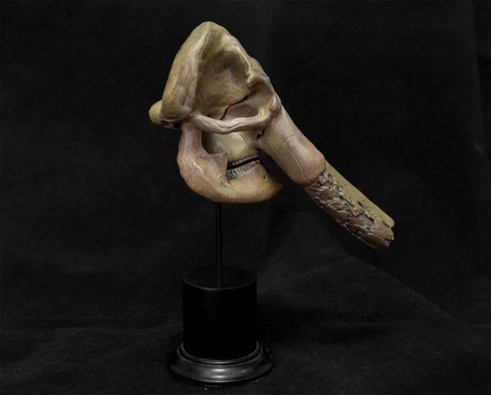 VWUVWU 1/20 Huanghe Flumen Stegodon Skull Model