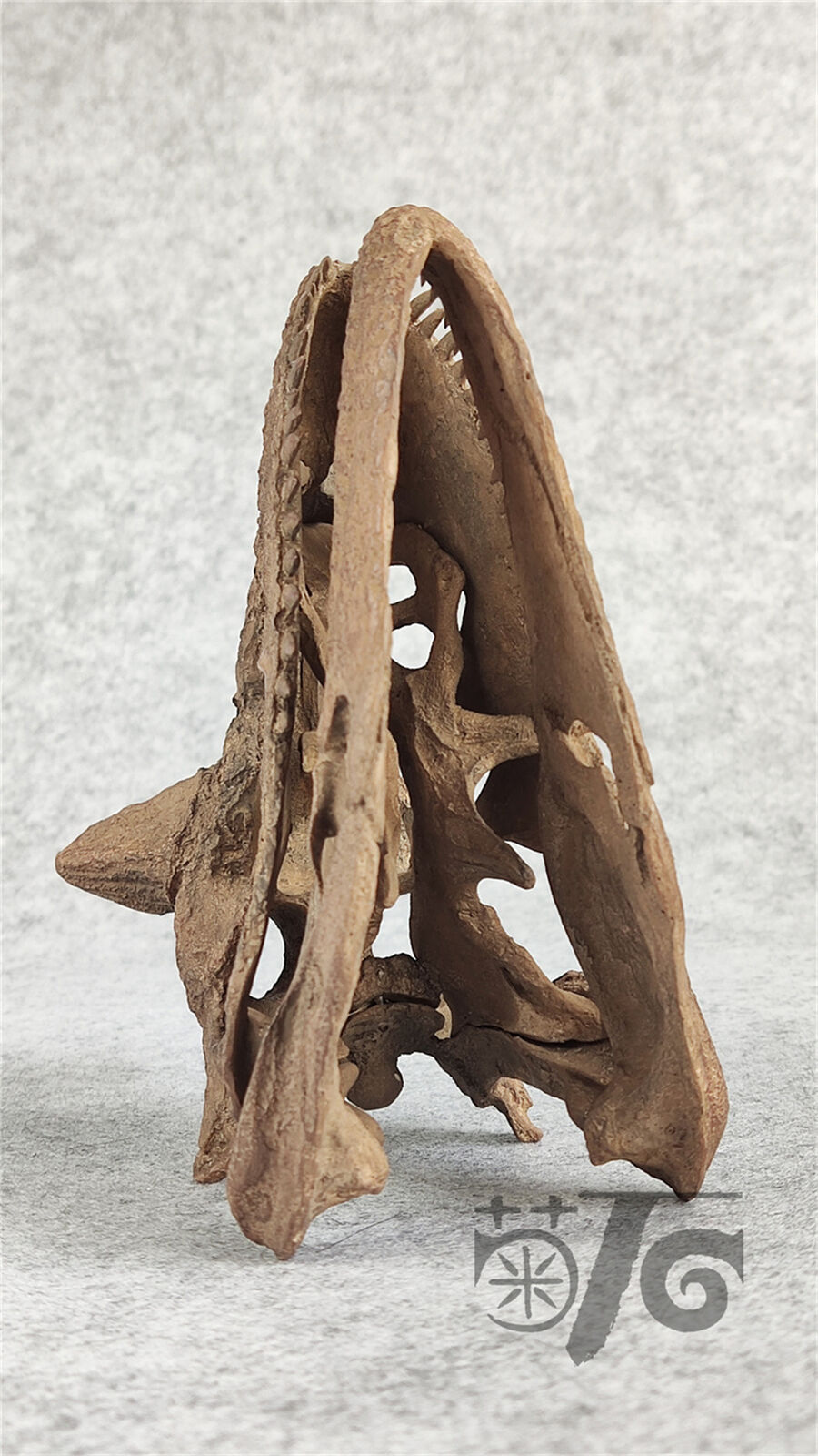 1/4 Carnotaurus Skull Skeleton Model