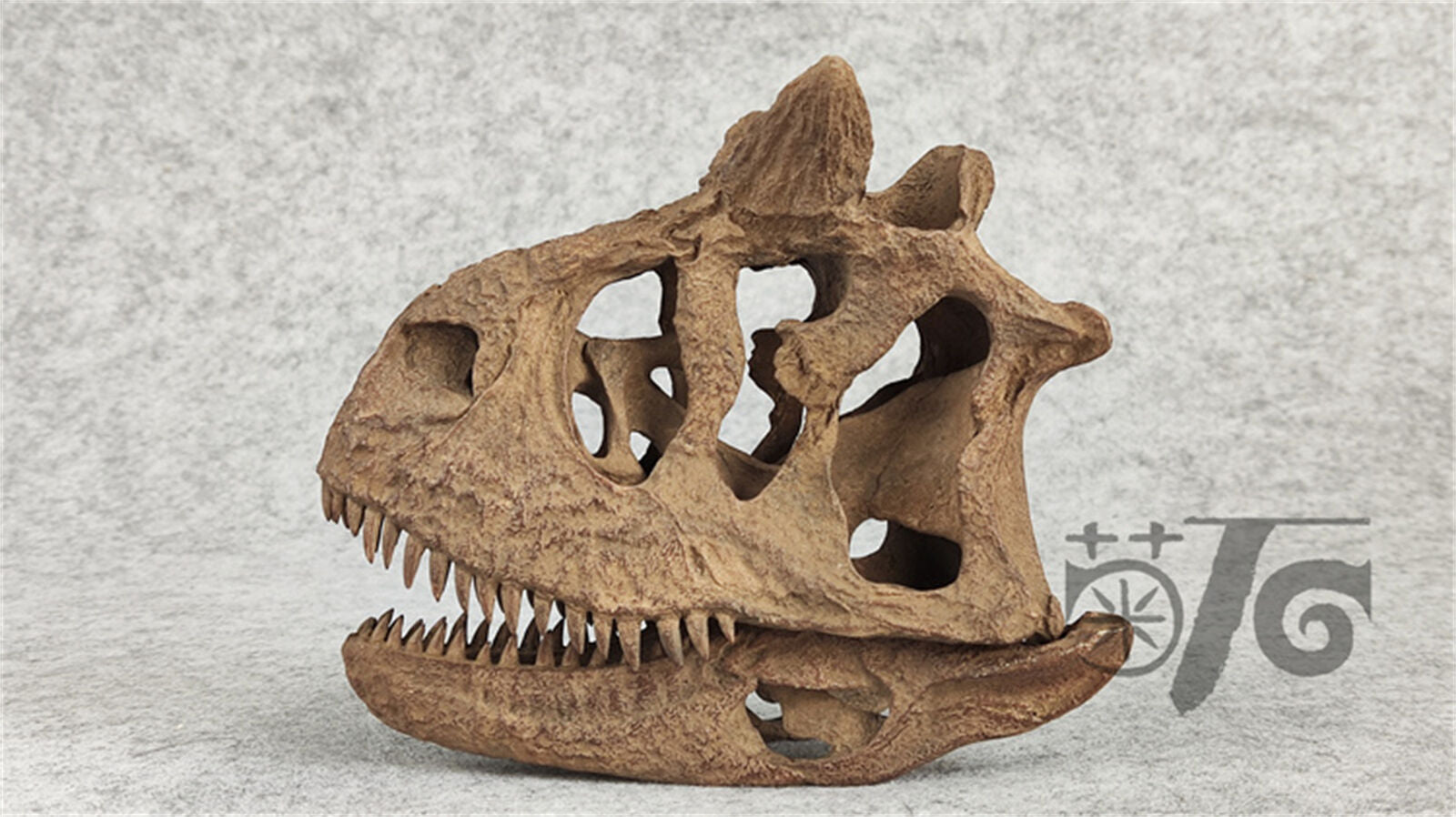 1/4 Carnotaurus Skull Skeleton Model