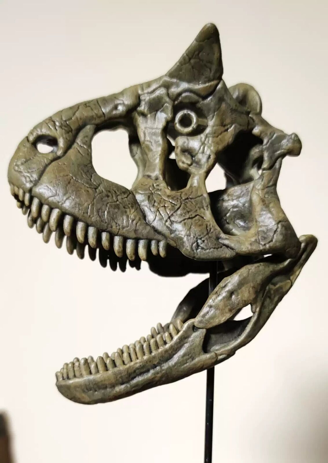 Carnotaurus Skull Model