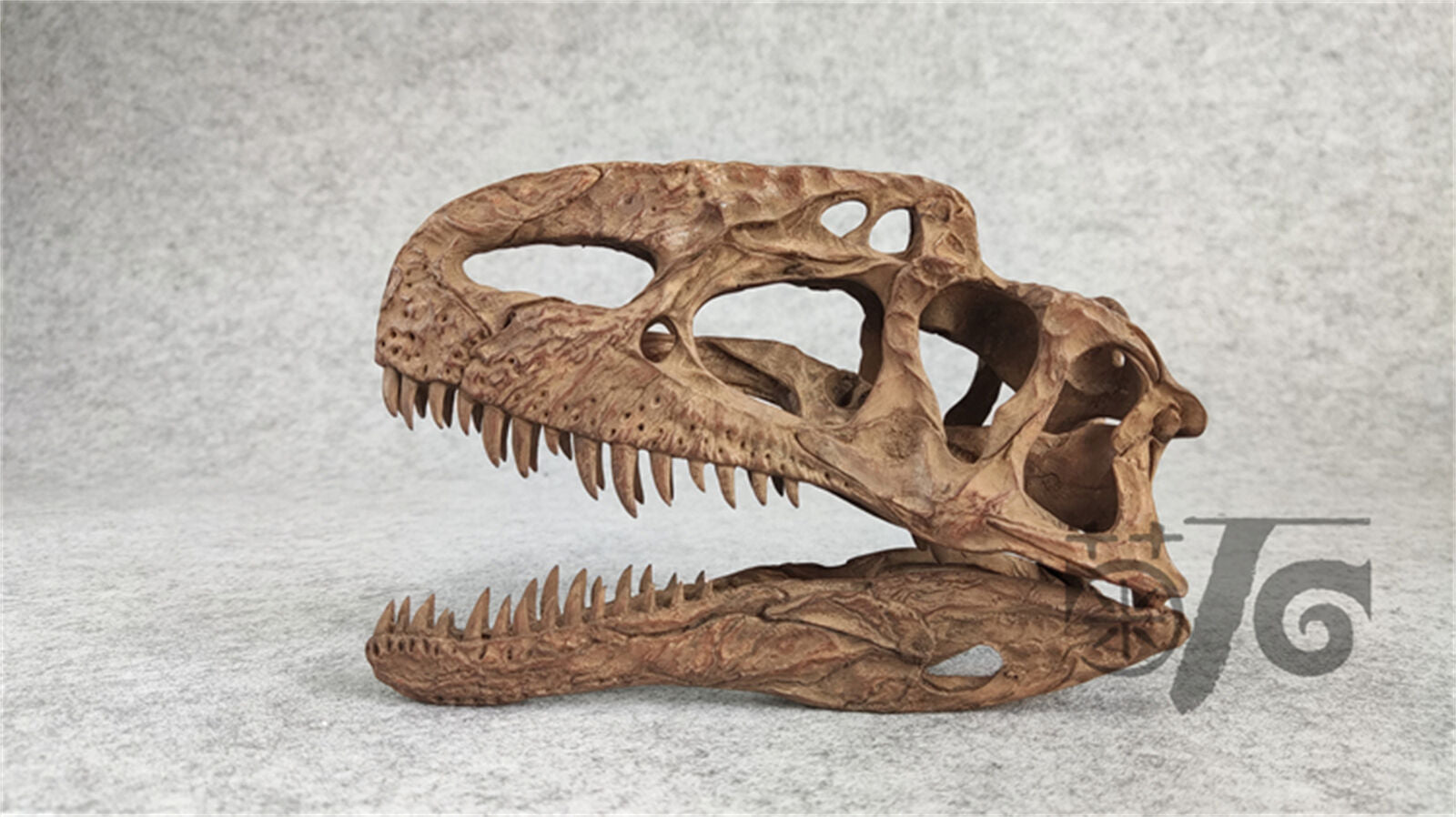 1/3 Monolophosaurus Skull Model