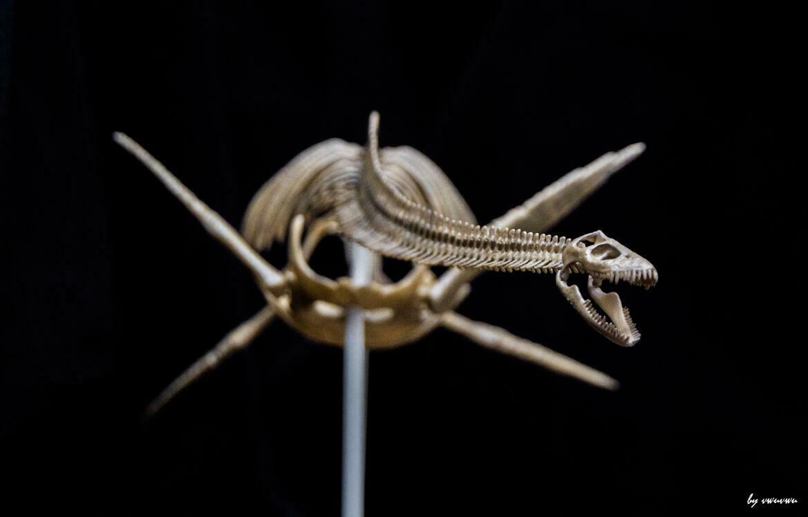 1/10 Muraenosaurus Skeleton Model