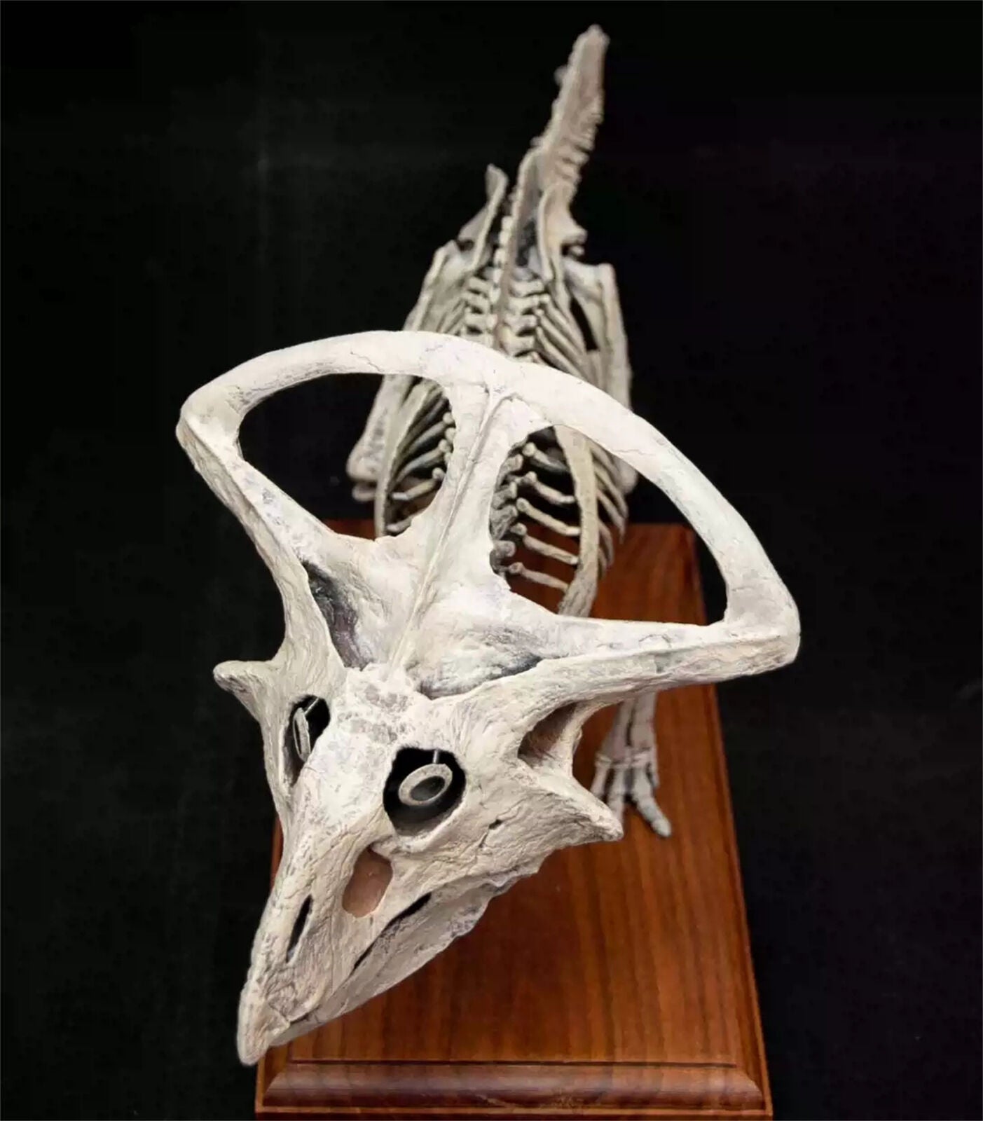 VWUVWU 1/4 Protoceratops Skeleton Model