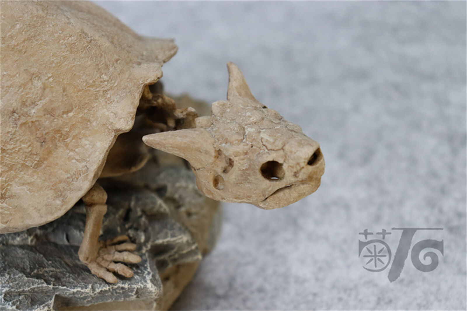 1/10 Meiolania Skeleton Model