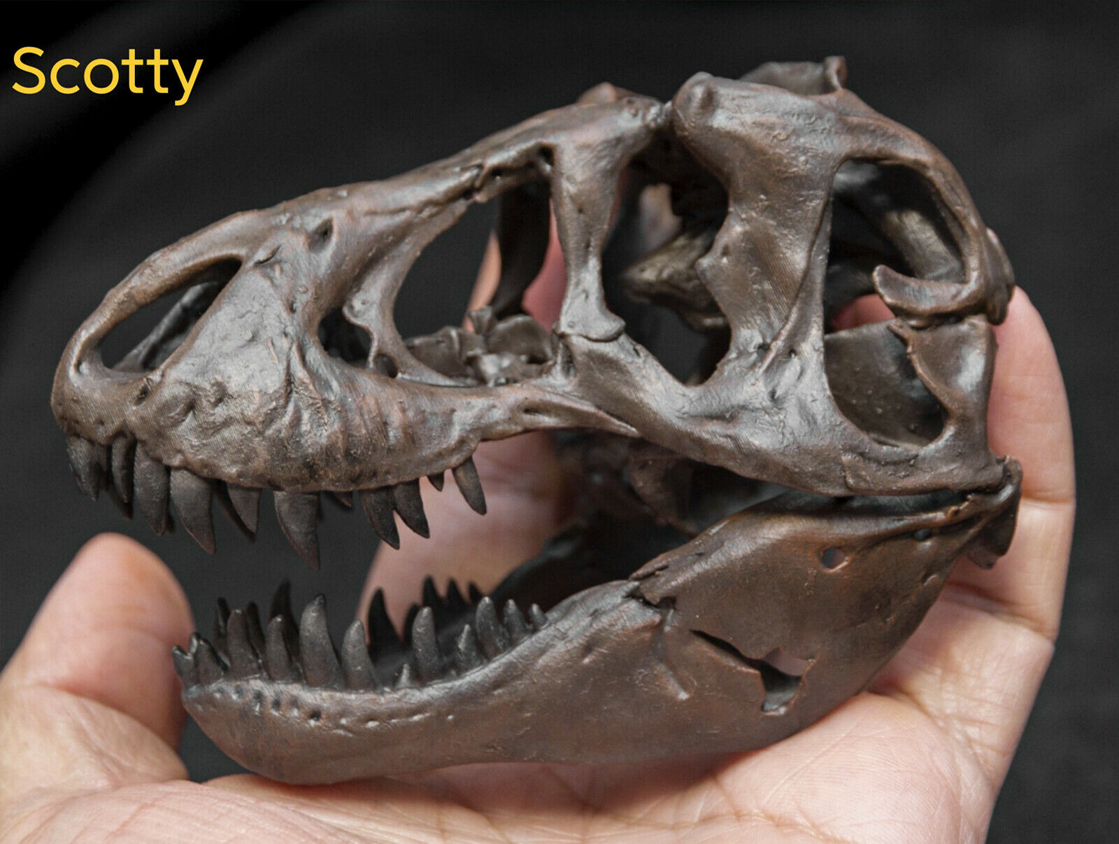 Tyrannosaurus Skull Model