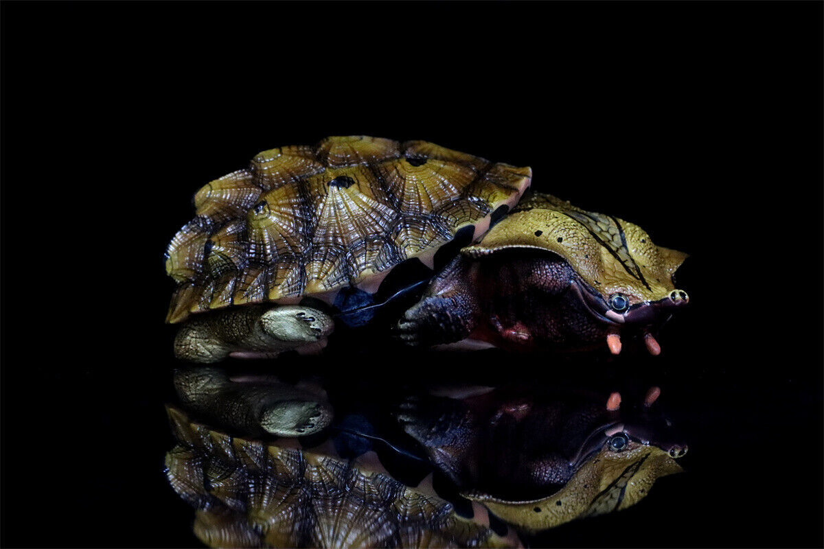 Animal Planet 08 Turtle Blind Box Model