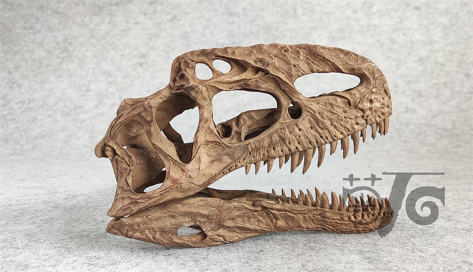 1/3 Monolophosaurus Skull Model