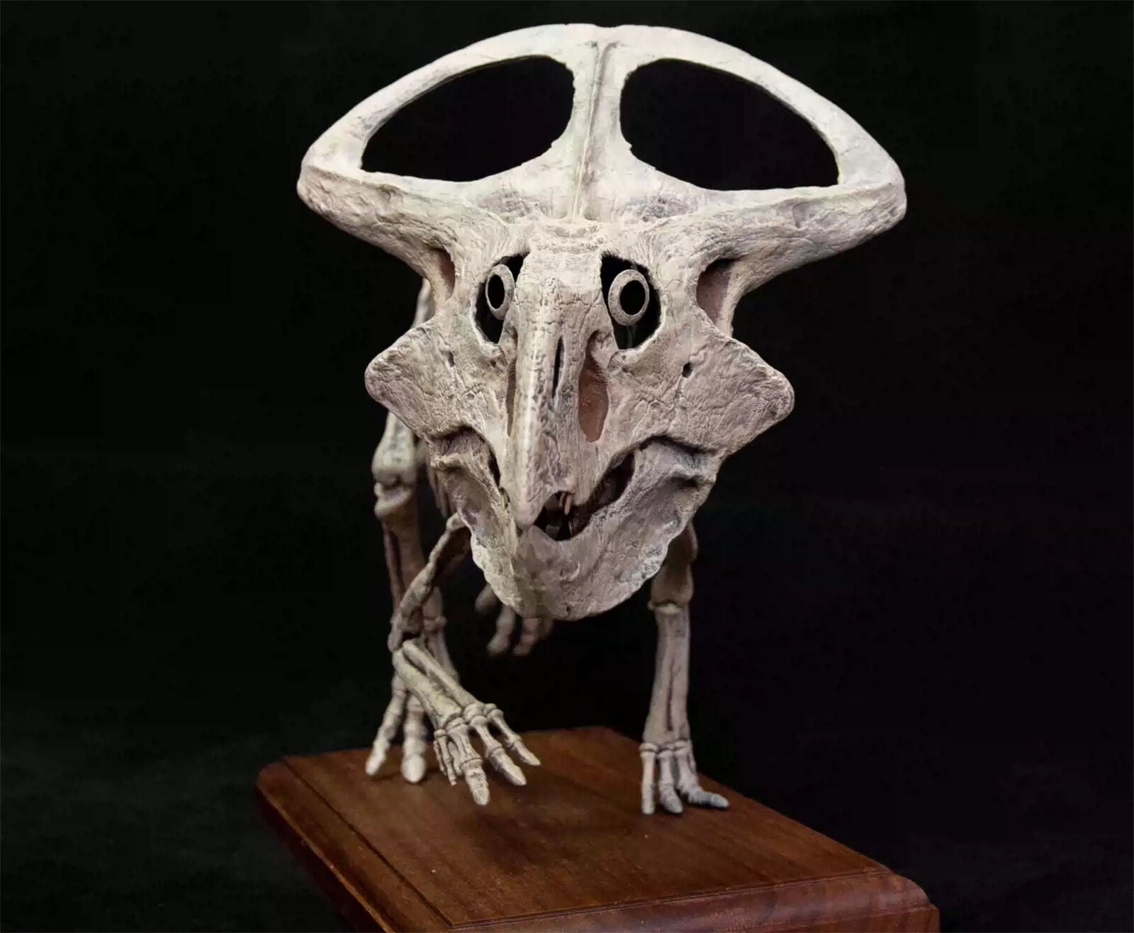 VWUVWU 1/4 Protoceratops Skeleton Model