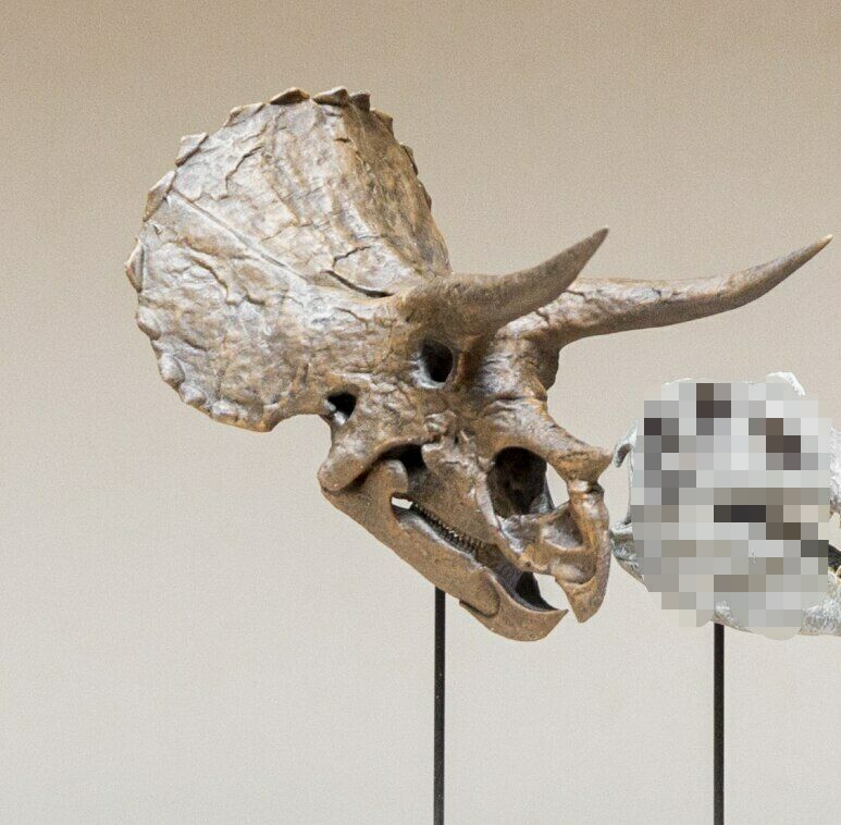 Triceratops Skull Model