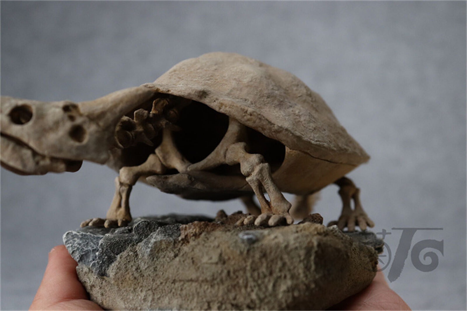 1/10 Meiolania Skeleton Model