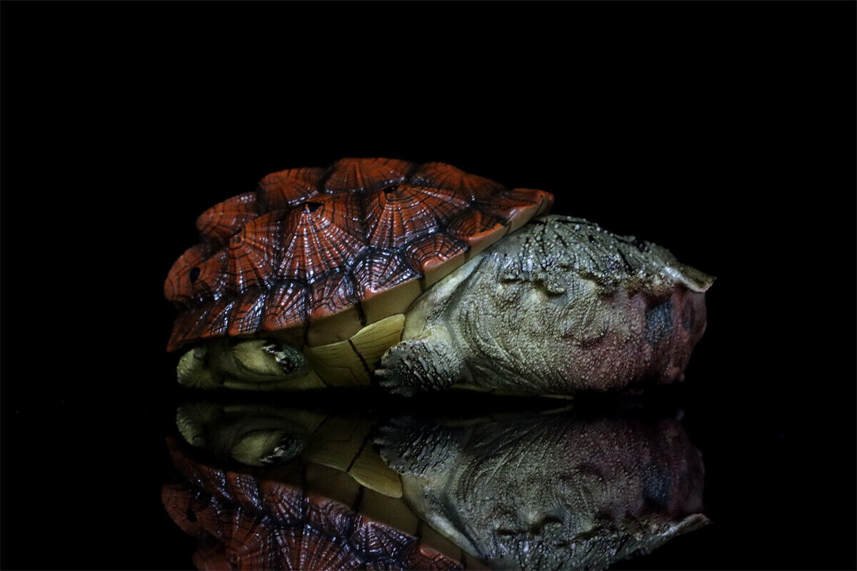 Animal Planet 08 Turtle Blind Box Model