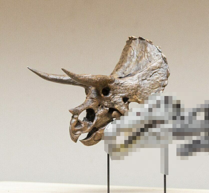 Triceratops Skull Model