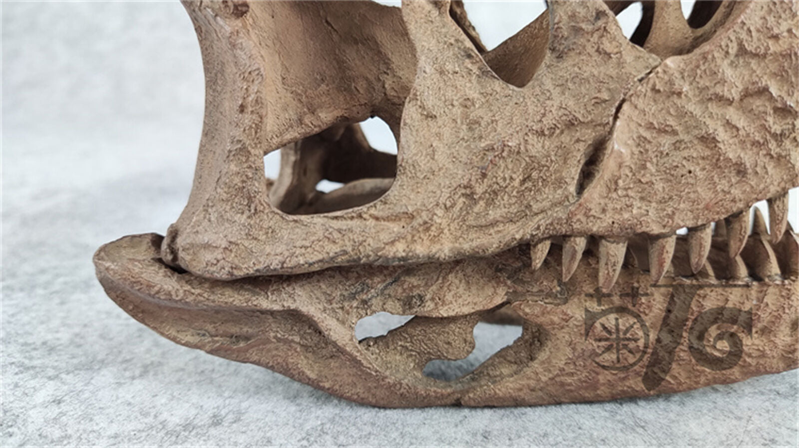 1/4 Carnotaurus Skull Skeleton Model