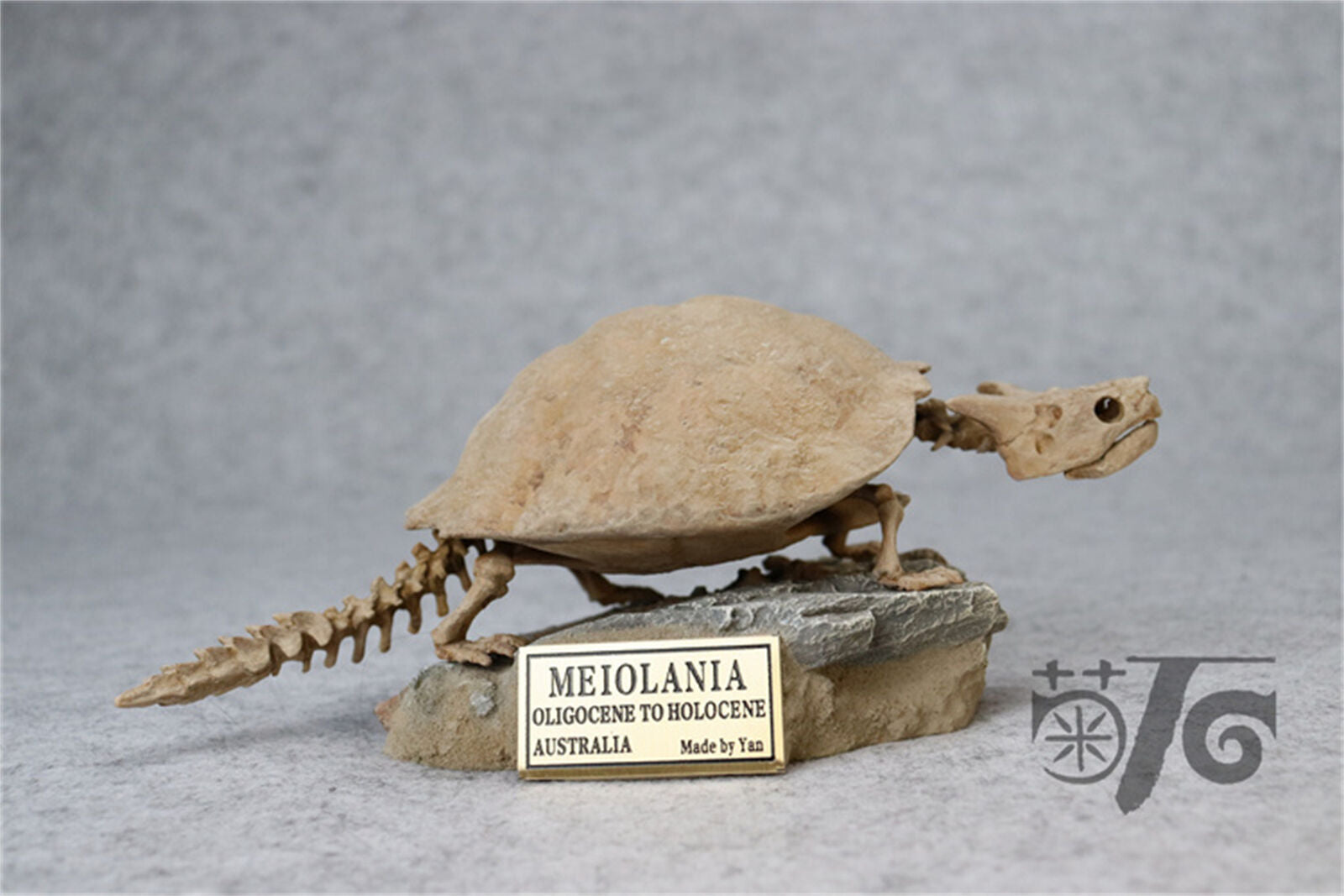 1/10 Meiolania Skeleton Model