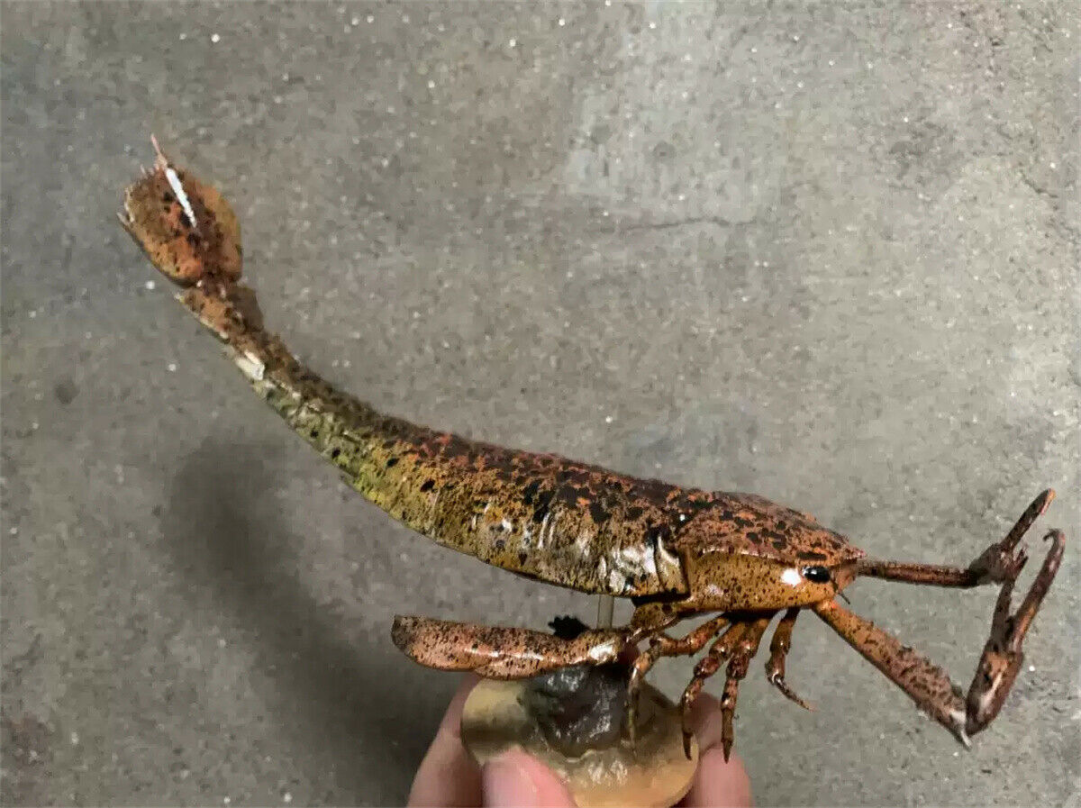 Rheic 1/35 Jaekelopterus rhenaniae Model