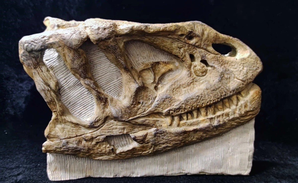 Yangchuanosaurus Skull Skeleton Model