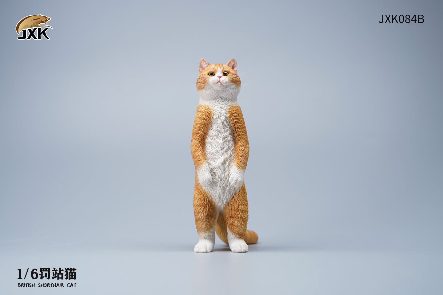 JXK 1/6 British Shorthair Cat