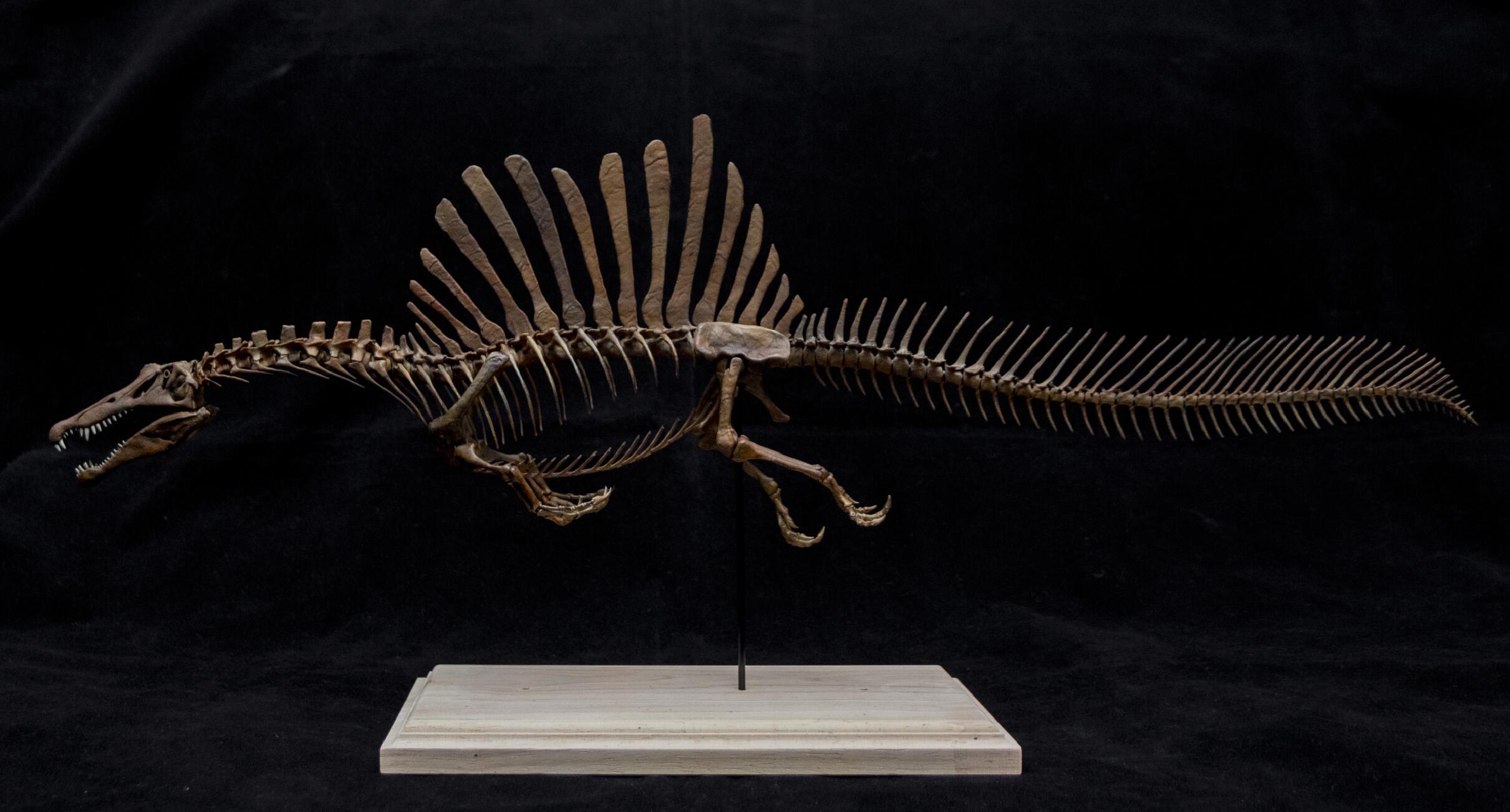 1/20 Spinosaurus Skeleton Model