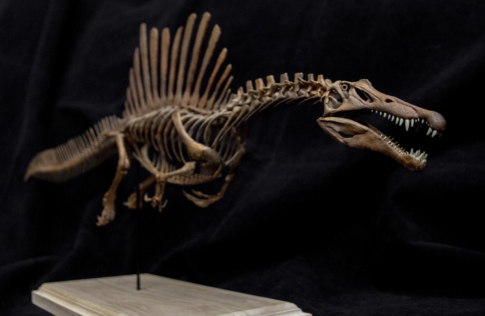 1/20 Spinosaurus Skeleton Model