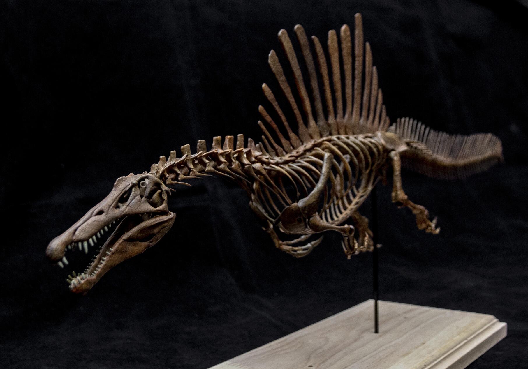 1/20 Spinosaurus Skeleton Model