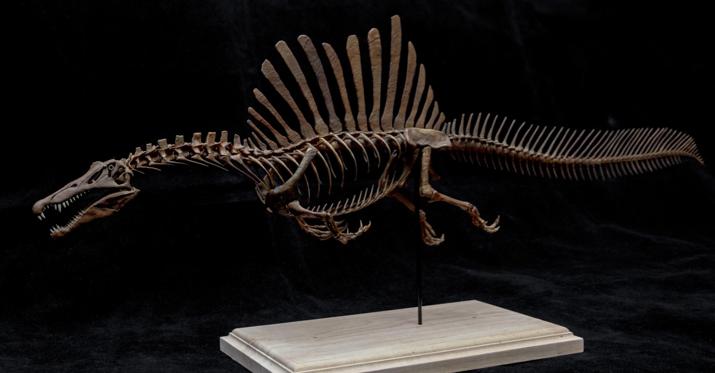 1/20 Spinosaurus Skeleton Model