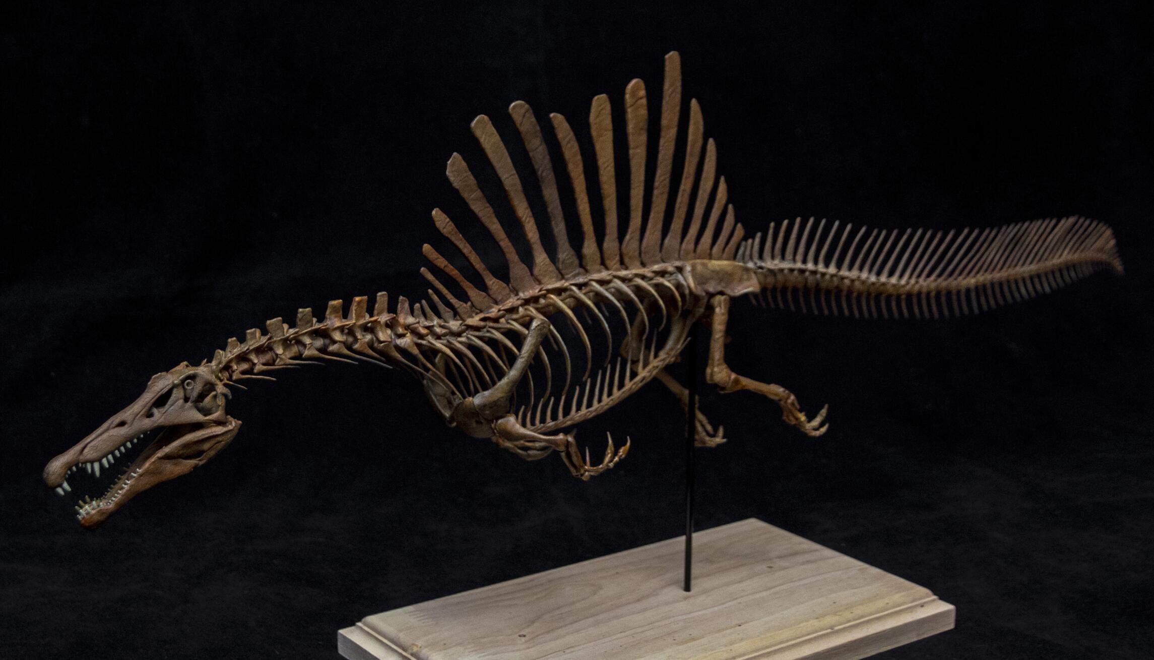 1/20 Spinosaurus Skeleton Model