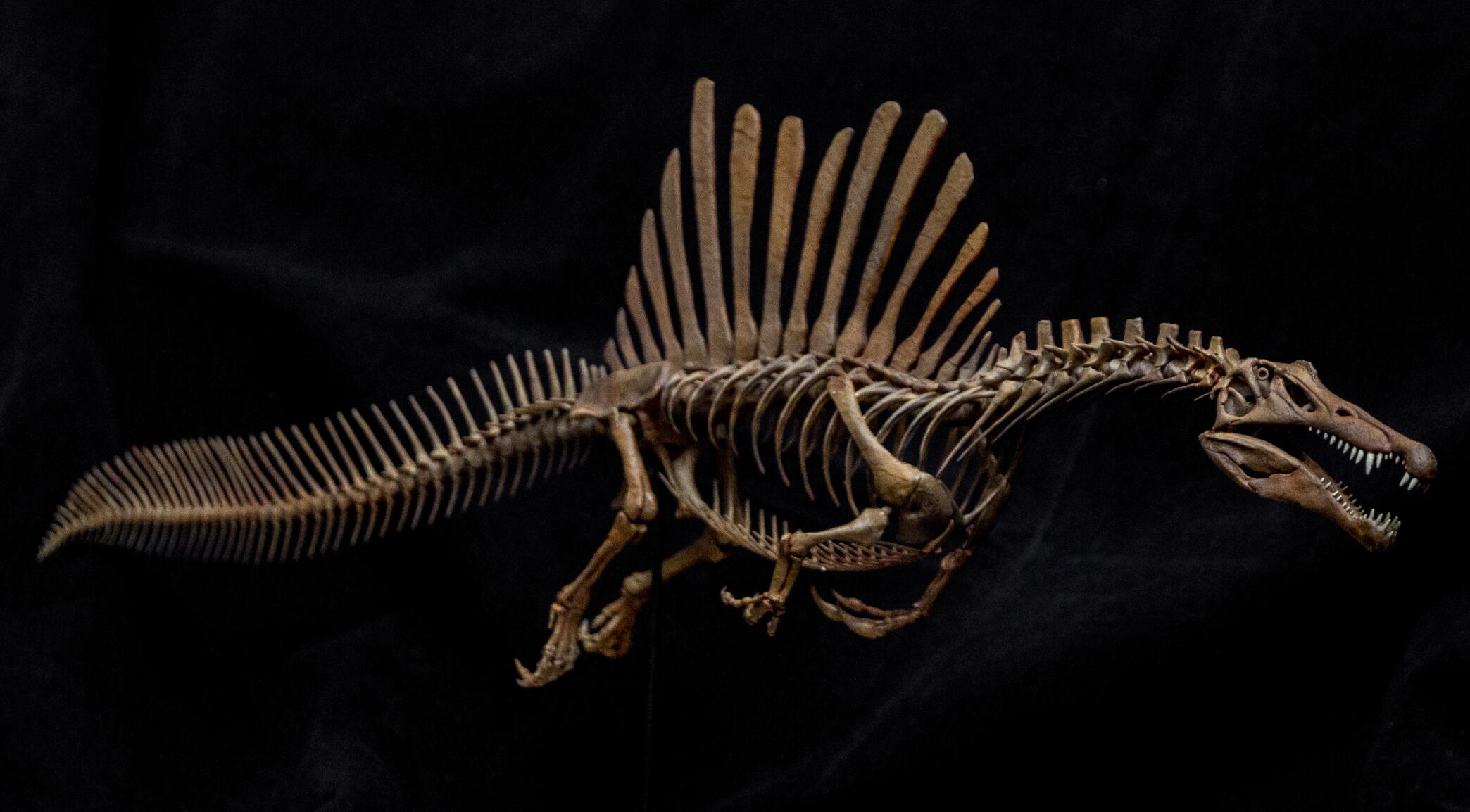 1/20 Spinosaurus Skeleton Model