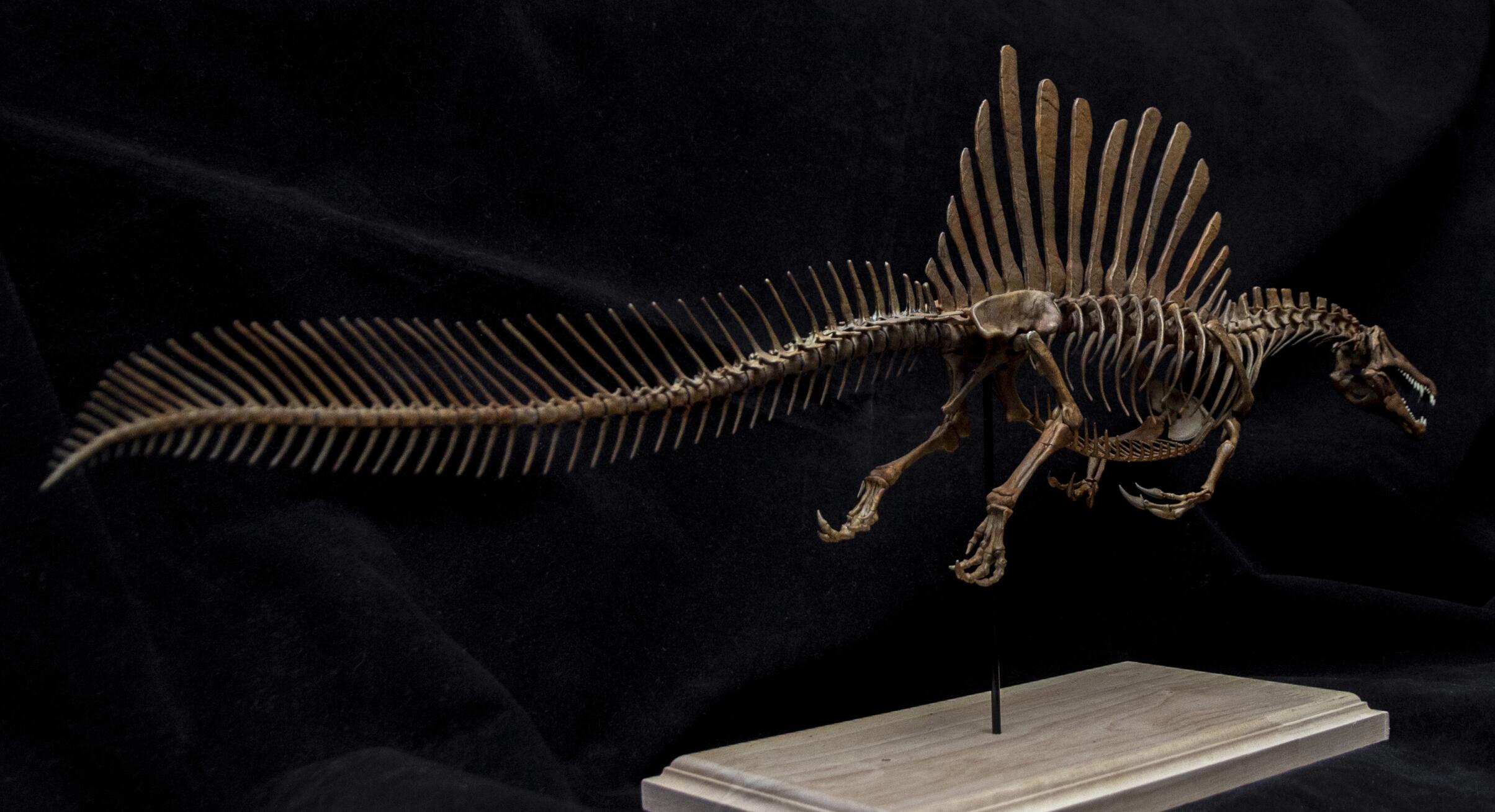 1/20 Spinosaurus Skeleton Model