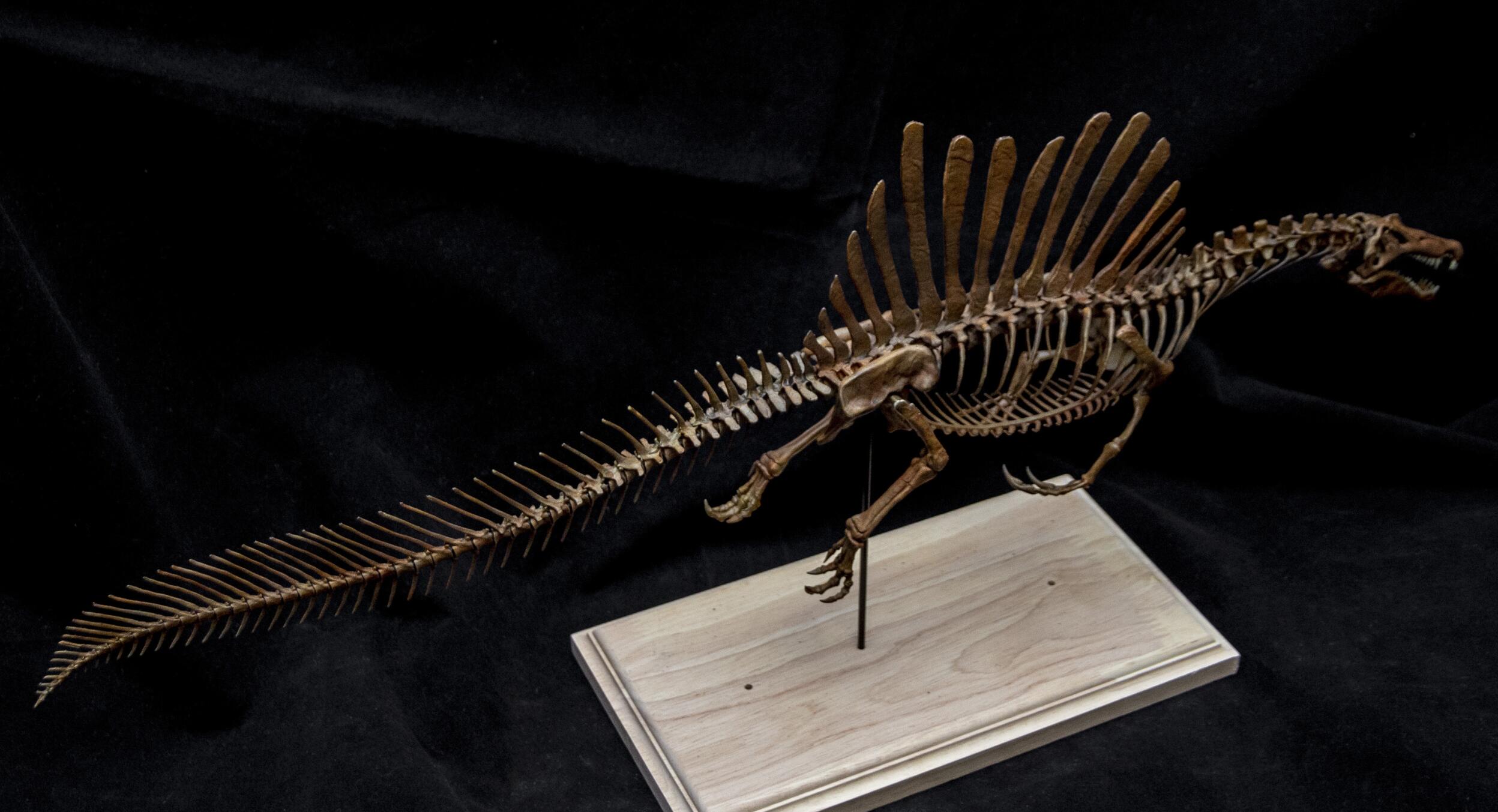 1/20 Spinosaurus Skeleton Model