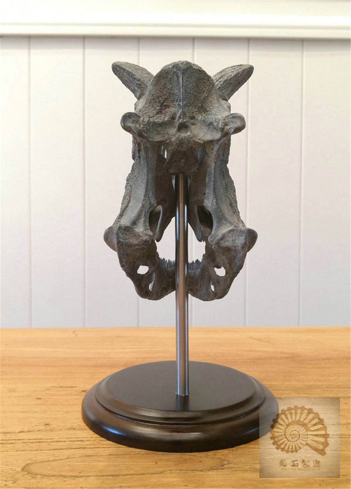 Carnotaurus Skull Skeleton Model