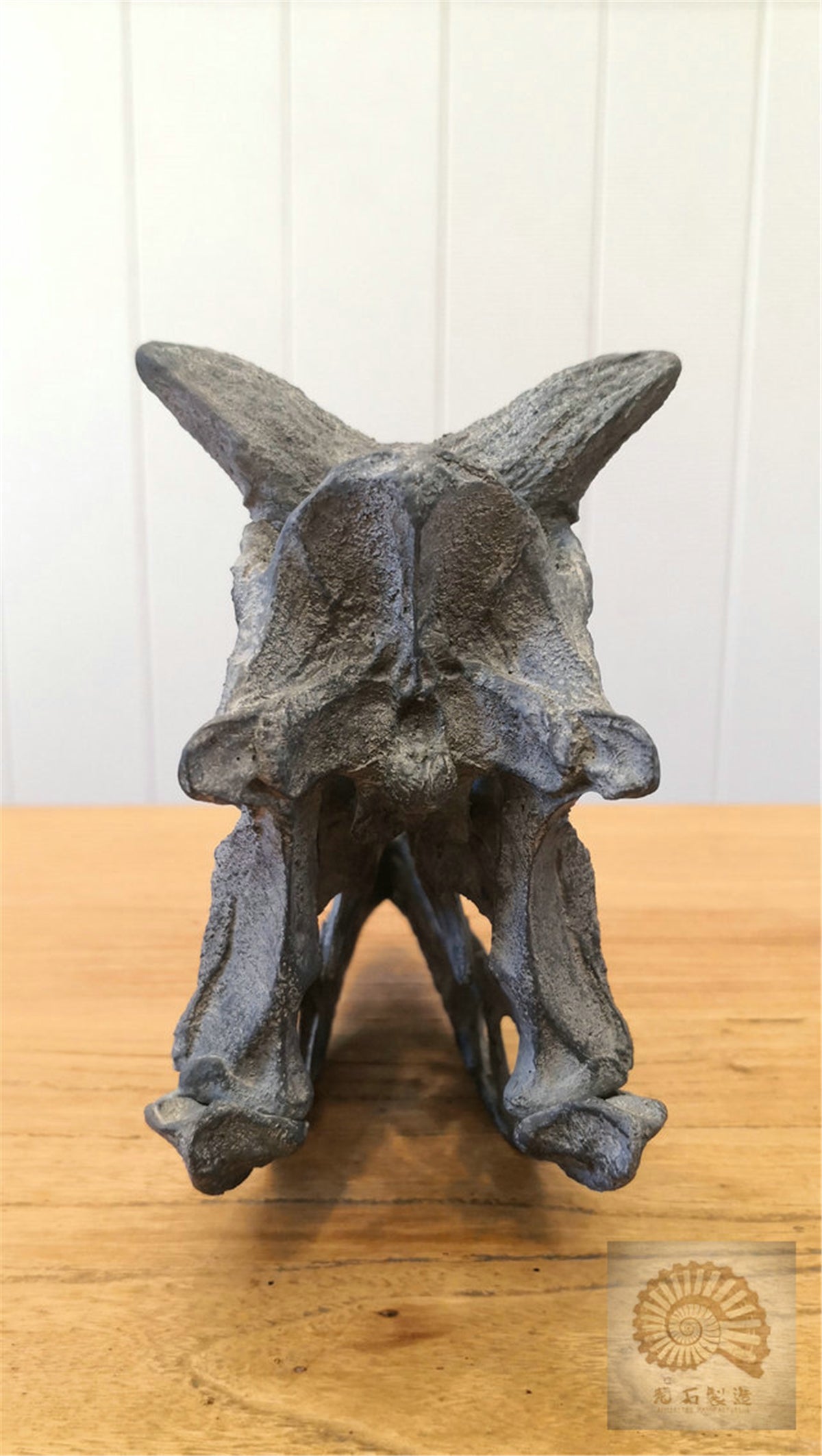 Carnotaurus Skull Skeleton Model