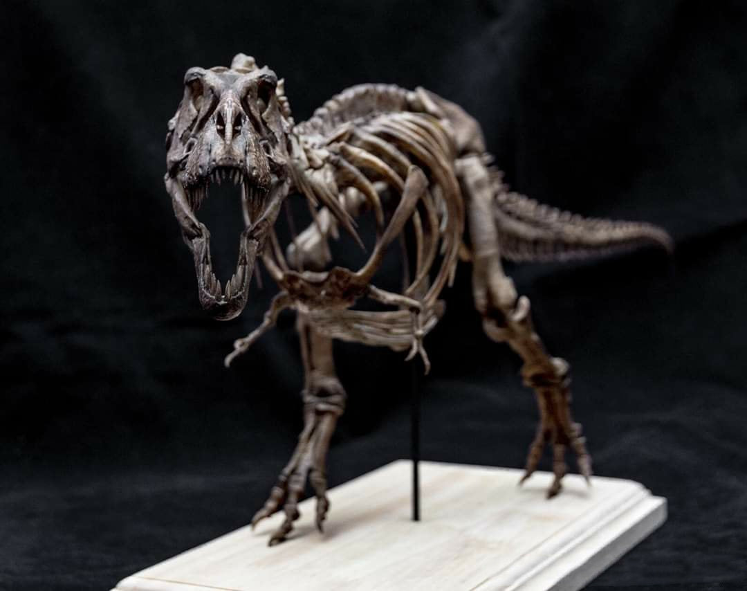1/20 Tyrannosaurus Rex Trix Skeleton Model
