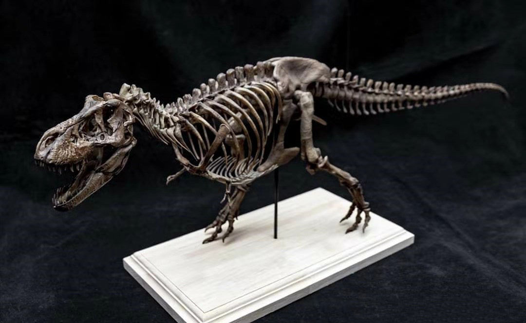 1/20 Tyrannosaurus Rex Trix Skeleton Model