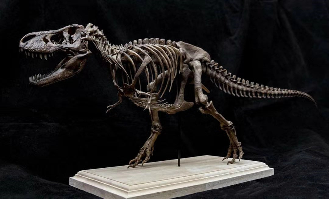 1/20 Tyrannosaurus Rex Trix Skeleton Model