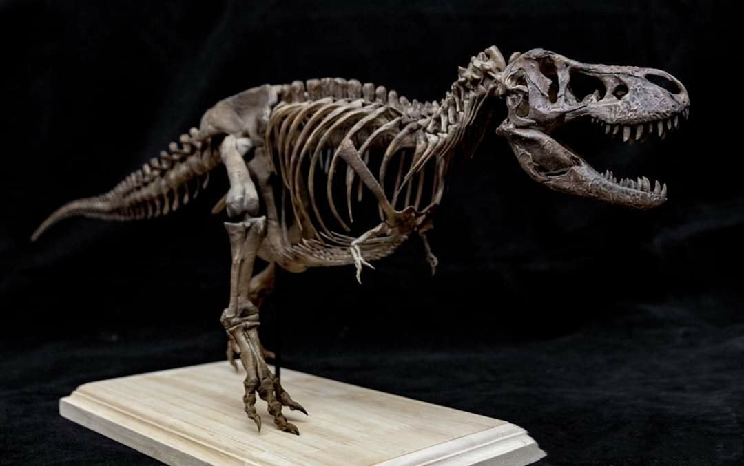 1/20 Tyrannosaurus Rex Trix Skeleton Model