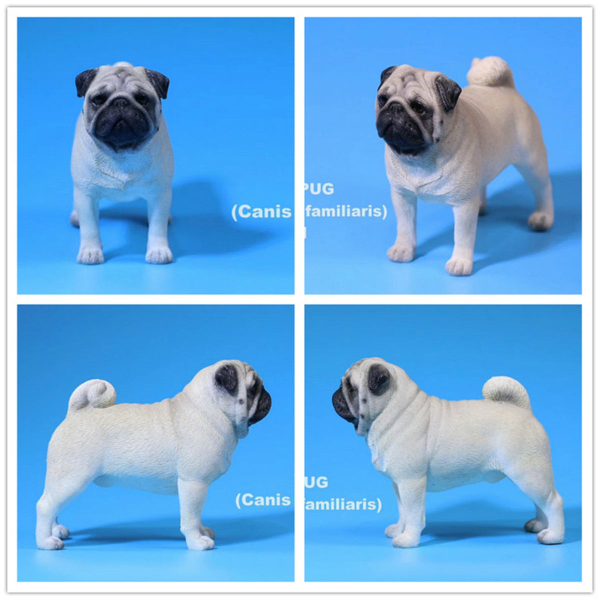 Mr.Z 1/6 Pug Dog Figure
