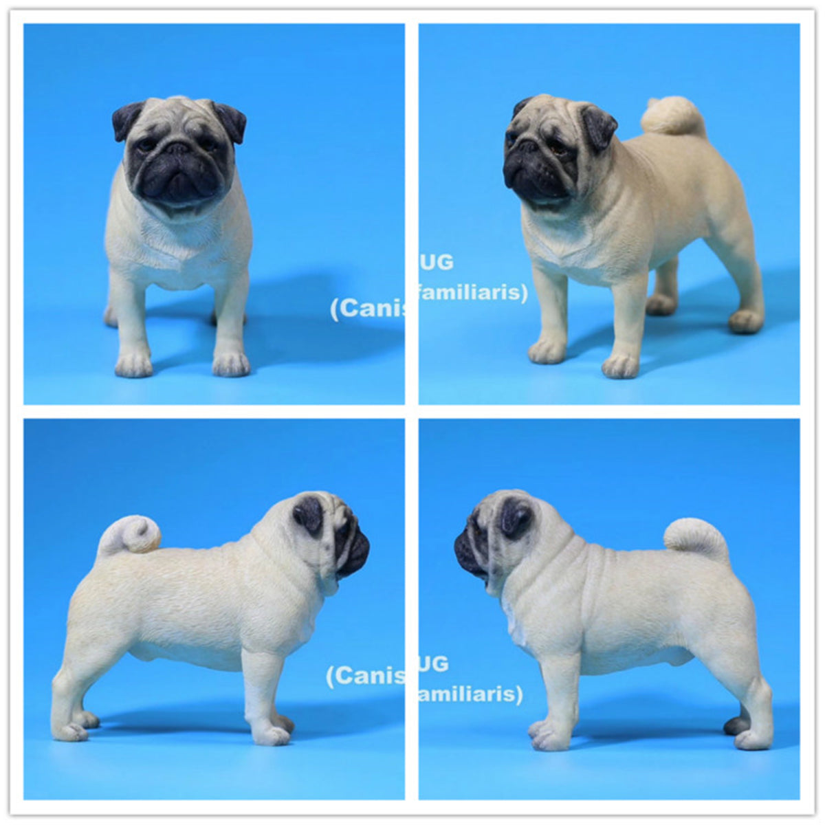 Mr.Z 1/6 Pug Dog Figure