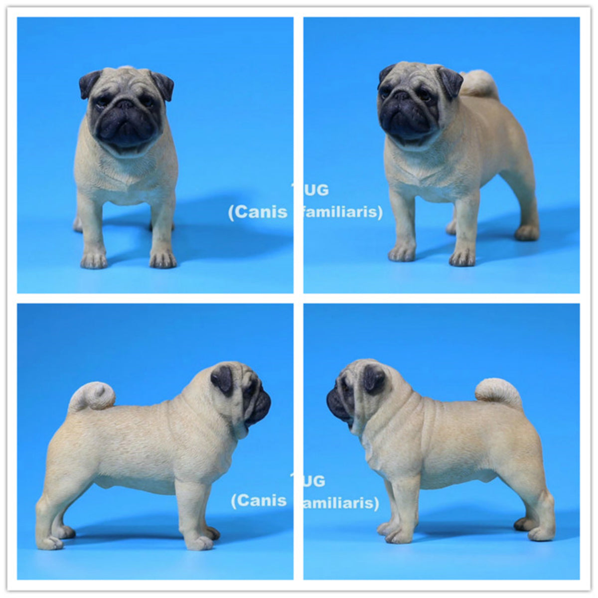 Mr.Z 1/6 Pug Dog Figure