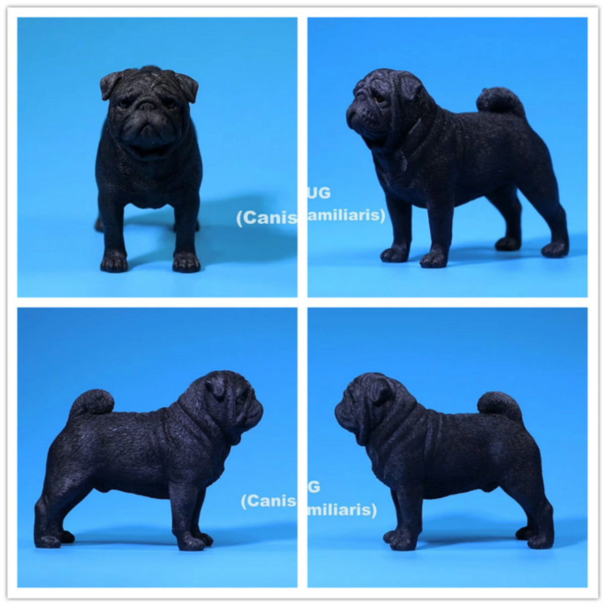 Mr.Z 1/6 Pug Dog Figure