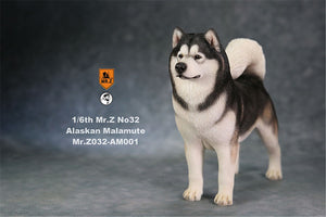 Mr.Z 1/6th Alaskan Malamute Figure