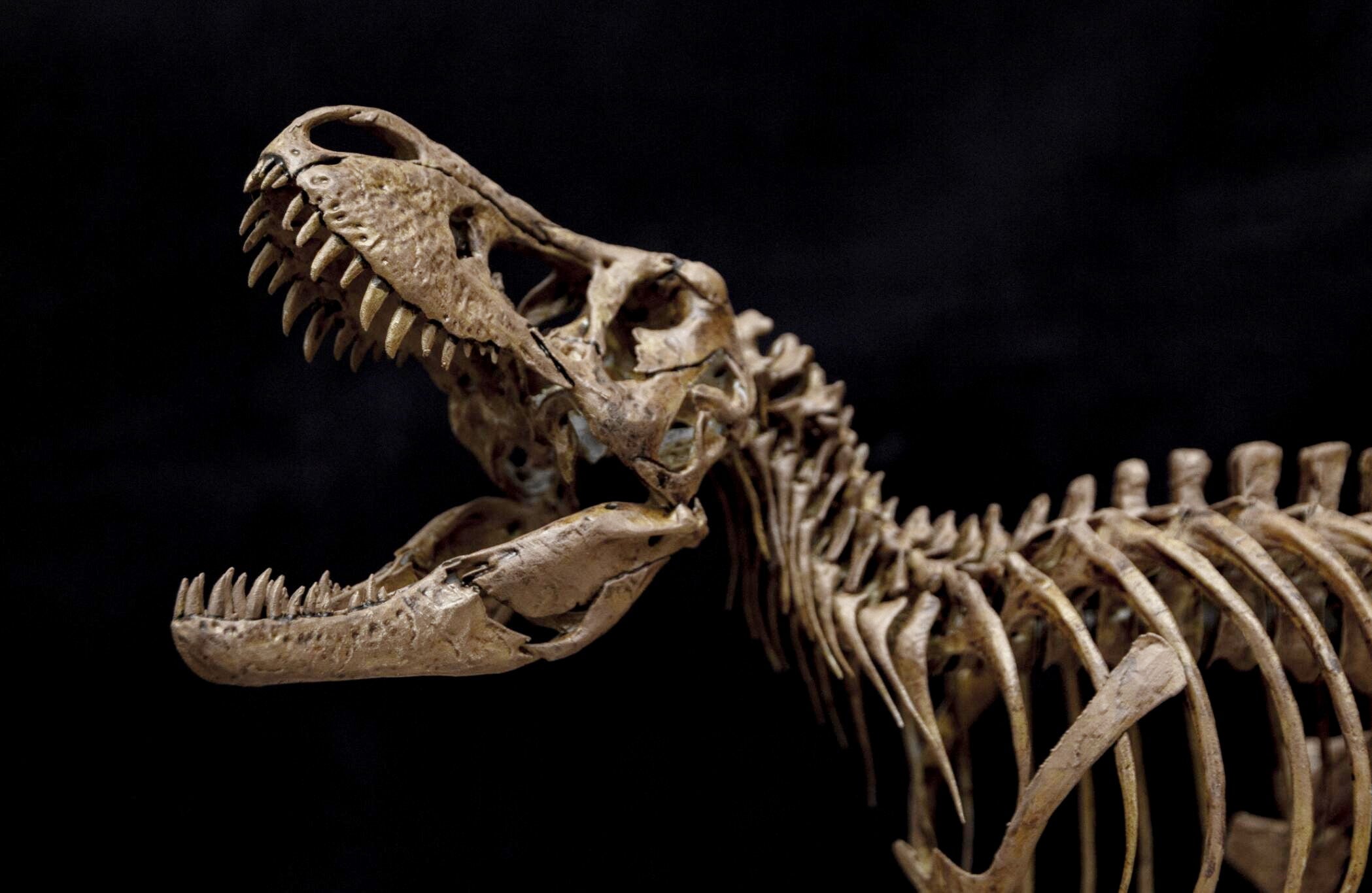 Tyrannosaurus Rex gegen Triceratops – Skelettmodell