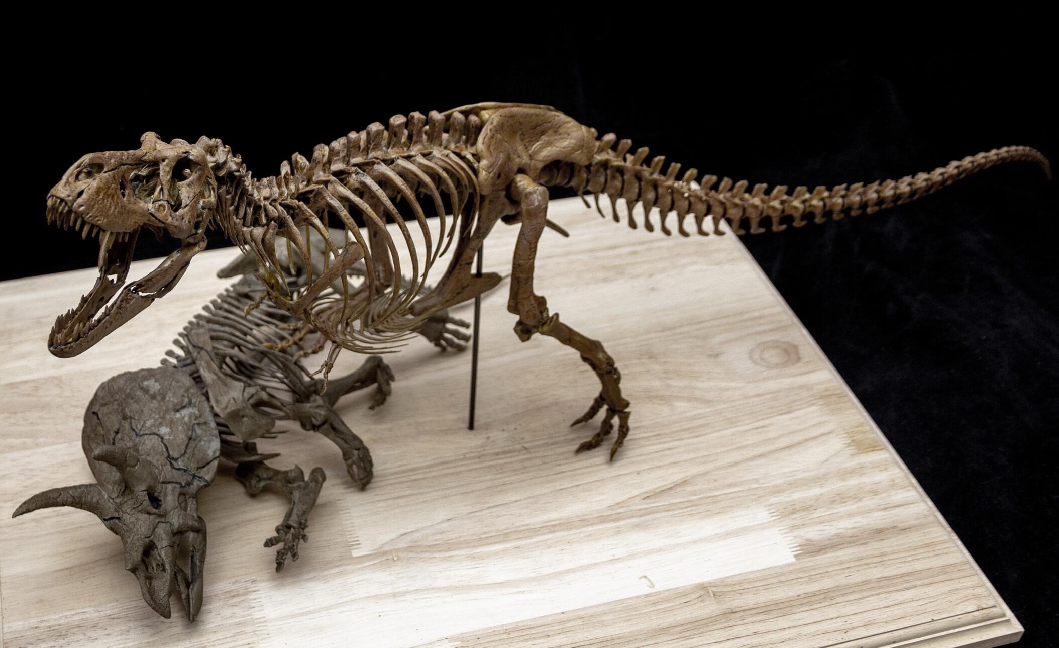 Tyrannosaurus Rex gegen Triceratops – Skelettmodell