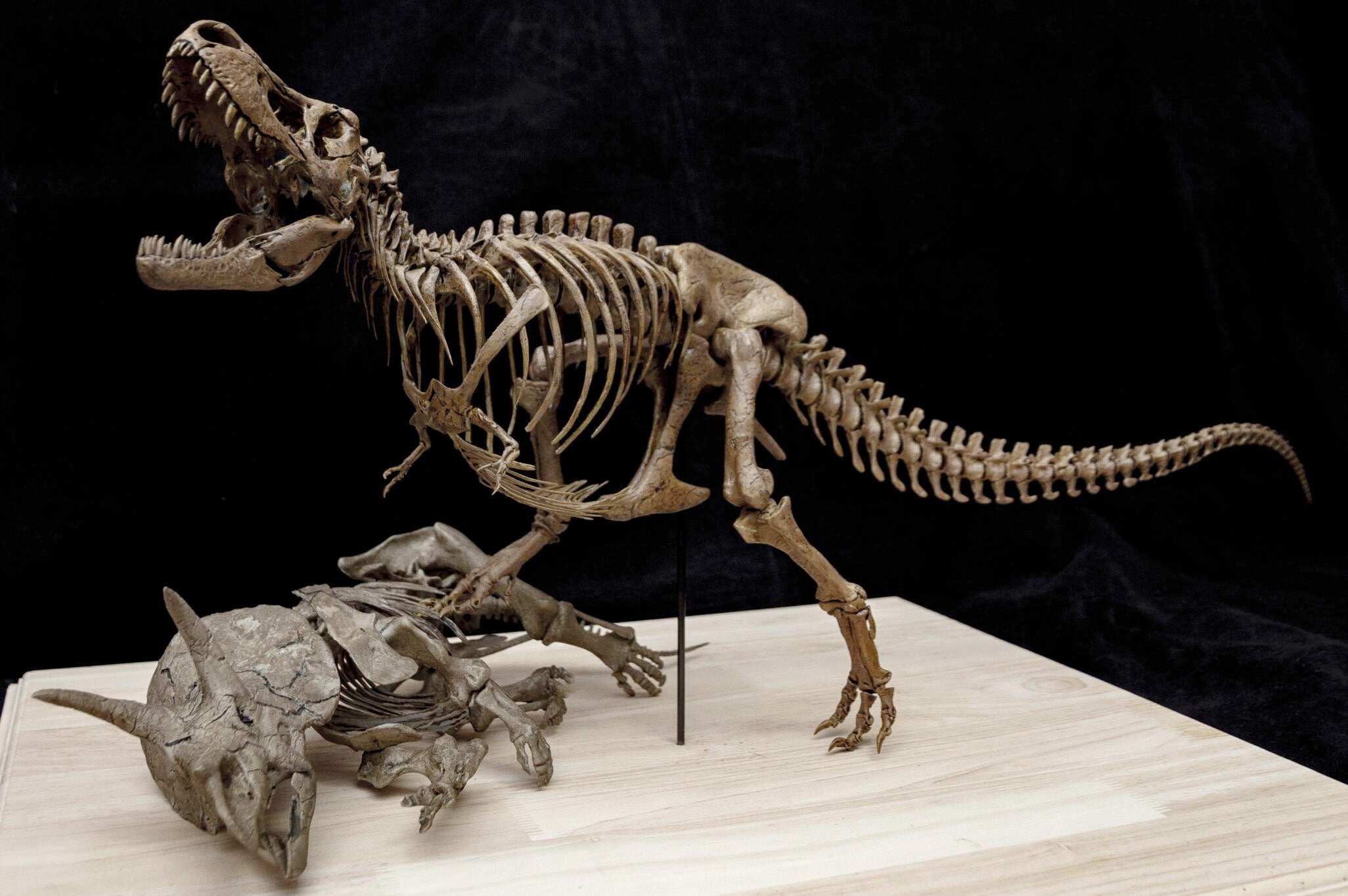 Tyrannosaurus Rex gegen Triceratops – Skelettmodell