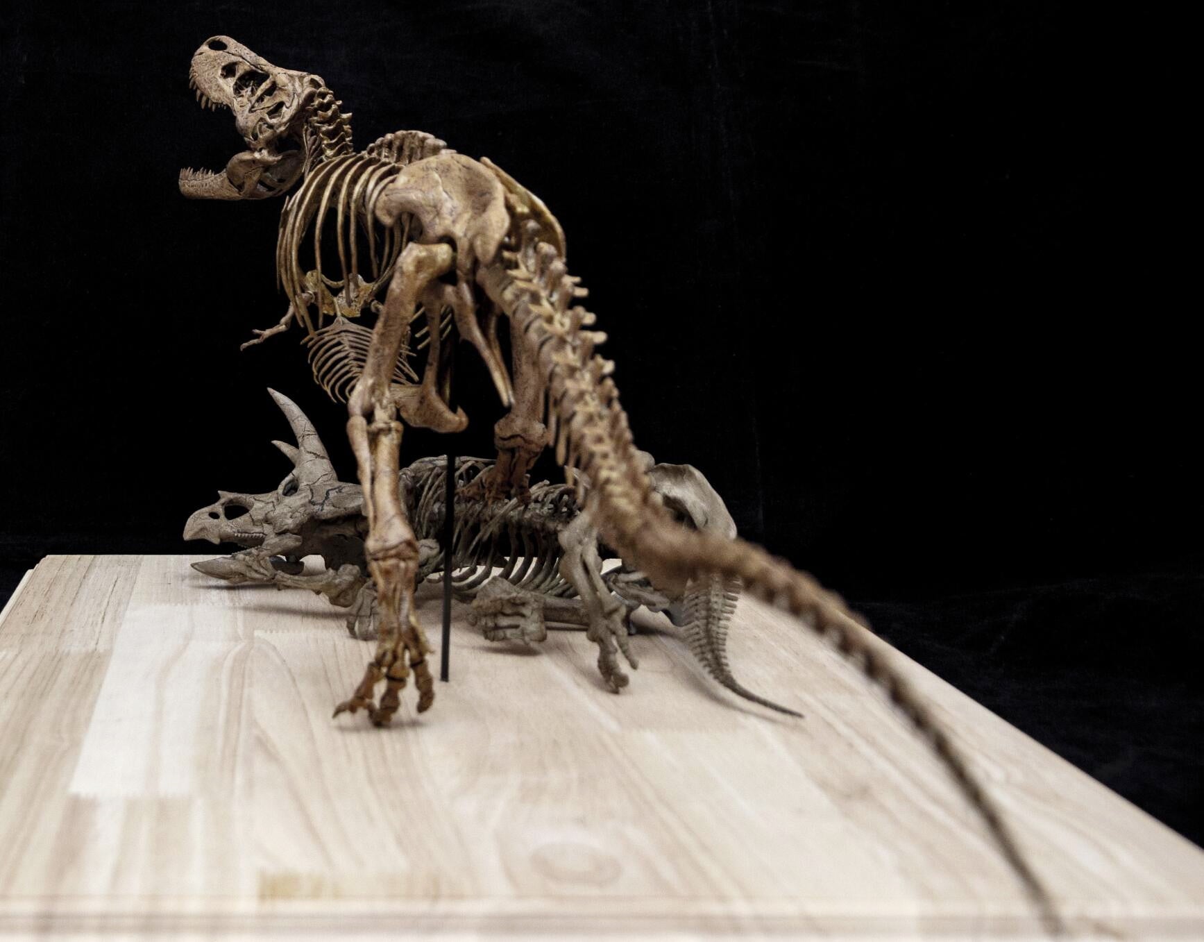 Tyrannosaurus Rex gegen Triceratops – Skelettmodell